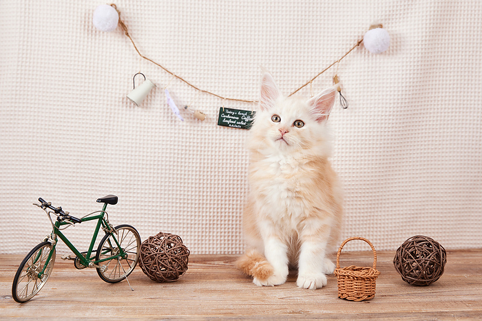 Miniature Bicycle and Maine Coon Kitten