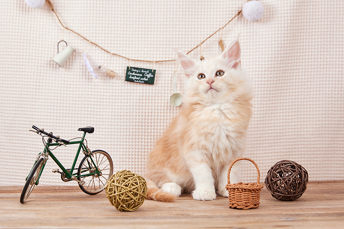 Miniature Bicycle and Maine Coon Kitten