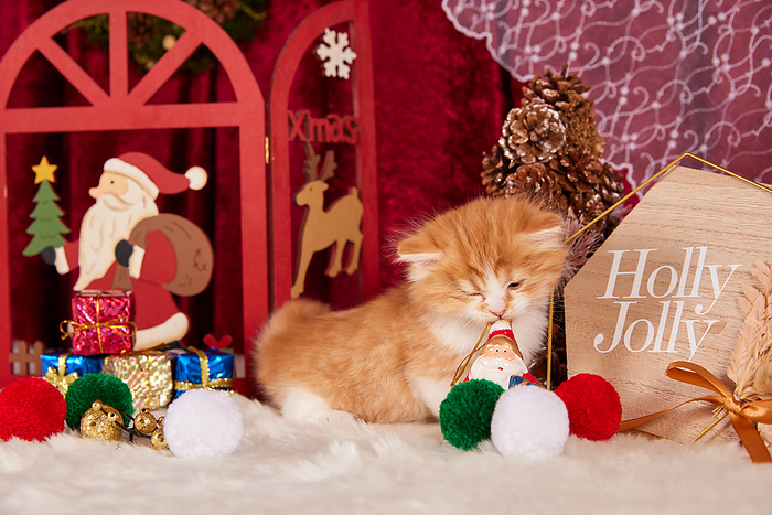 Christmas Decorations and Munchkin Kittens