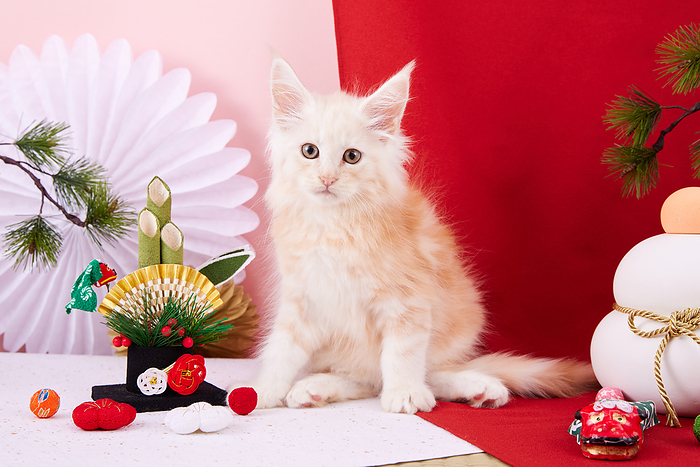 New Year's decorations and Maine Coon kitten