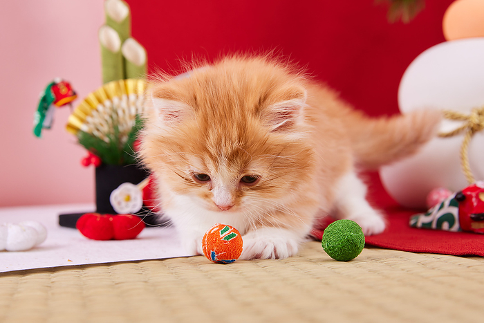 New Year's decorations and Munchkin kitten