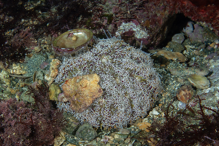 Lappa urchin  Lappa urchinoides  Underwater trumpet urchin