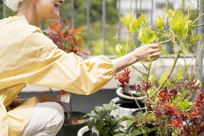 Senior Japanese woman growing plants on her balcony (People)