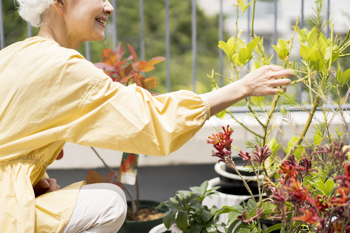 Senior Japanese woman growing plants on her balcony (People)