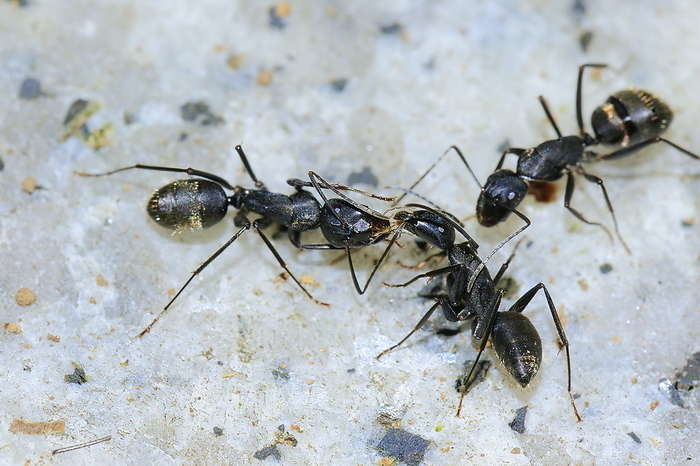 Japanese carpenter ant (Camponotus japonicus)