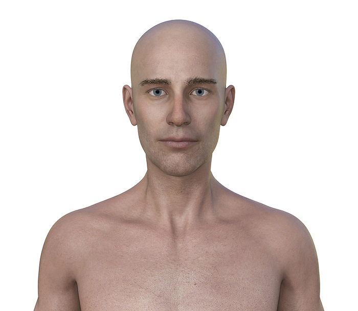 Adult man, illustration Illustration featuring the upper half part of a middle age man, revealing his skin, facial expressions, and intricate body anatomy., by KATERYNA KON SCIENCE PHOTO LIBRARY