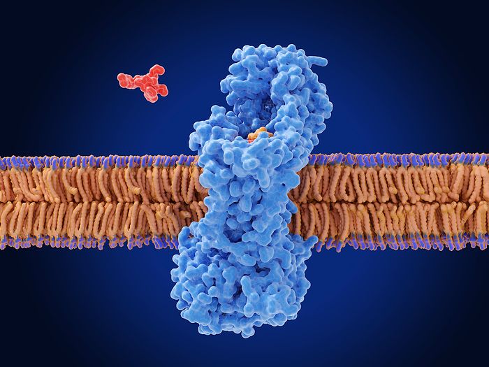 Zosurabalpin antibiotic action, illustration Illustration of the antibiotic zosurabalpin  red  trapping a lipopolysaccharide molecule  orange  in an intermembrane transporter  blue  in a bacterial cell membrane. This interrupts the assembly of the outer membrane of the bacterial cell wall, leading to the death of the bacterium. The discovery of zosurabalpin was announced in January 2024 and was the first new antibiotic shown to be effective against Carbapenem resistant Acinetobacter baumannii  CRAB  in 50 years., by JUAN GAERTNER SCIENCE PHOTO LIBRARY