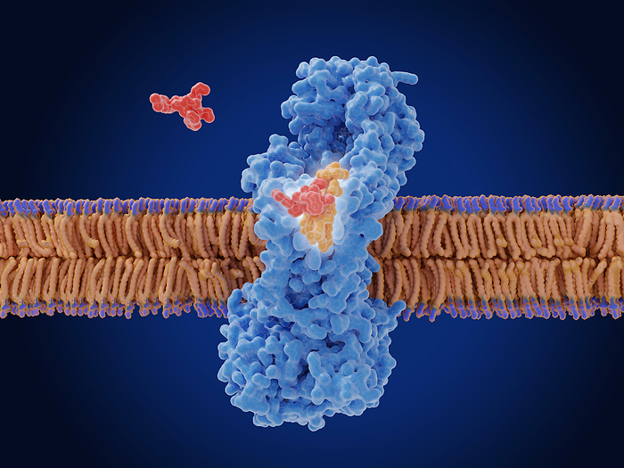 Zosurabalpin antibiotic action, illustration Illustration of the antibiotic zosurabalpin  red  trapping a lipopolysaccharide molecule  orange  in an intermembrane transporter  blue  in a bacterial cell membrane. This interrupts the assembly of the outer membrane of the bacterial cell wall, leading to the death of the bacterium. The discovery of zosurabalpin was announced in January 2024 and was the first new antibiotic shown to be effective against Carbapenem resistant Acinetobacter baumannii  CRAB  in 50 years., by JUAN GAERTNER SCIENCE PHOTO LIBRARY