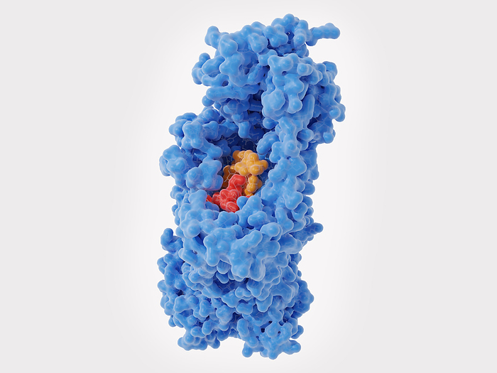 Zosurabalpin antibiotic action, illustration Illustration of the antibiotic zosurabalpin  red  trapping a lipopolysaccharide molecule  orange  in an intermembrane transporter  blue . This interrupts the assembly of the outer membrane of the bacterial cell wall, leading to the death of the bacterium. The discovery of zosurabalpin was announced in January 2024 and was the first new antibiotic shown to be effective against Carbapenem resistant Acinetobacter baumannii  CRAB  in 50 years., by JUAN GAERTNER SCIENCE PHOTO LIBRARY