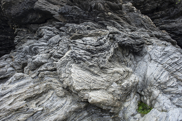Folds in rock, Llangranog Close up of folds in rock. This is the Yr Allt, formation  Ashgill series  in Llangrannog, Cardigan Bay, Wales , UK., by ROBERT BROOK SCIENCE PHOTO LIBRARY