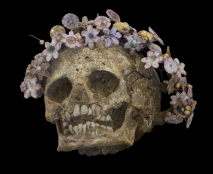 Skull with a wreath of myrtle flowers Skull of a girl with a wreath of fruits and myrtle flowers. The flowers are earthen, some gilded and others in a variety of colours. Wreaths that were buried with the dead were made of gold, gilded bronze, silver or wood and covered with golden leaves that resembled real ones. Clay was often used instead of precious materials and tinted in bright colours or gilded. Wreaths of myrtle accompanied female burials, while oak leaves were used for male burials.From Patras, North Cemetery, Hellenistic Period, late 4th   3rd C. BC., by DAVID PARKER SCIENCE PHOTO LIBRARY
