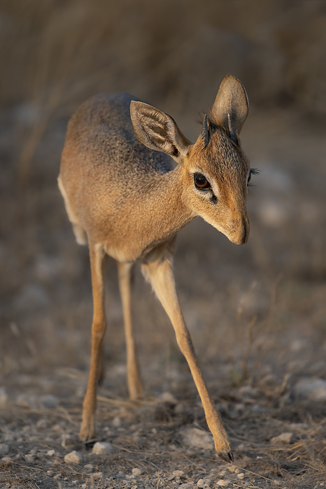 Damara dik dik Kirk s dik dik  Madoqua kirkii damarensis . This tiny antelope, also known as the Damara dik dik  a subspecies of Kirk s Dik Dik found in Southern Angola and Namibia , grows to around 65 centimetres in length and weighs around 5 kilograms as an adult. It is monogamous, lives in pairs, and is active both during the day and at night, feeding on shoots, tubers and roots, which it digs out of the ground. When startled, it runs in a zigzag pattern, making frequent leaps and bounds. Kirk s dik dik lives in savanna and scrub in Kenya, Tanzania, Angola and Namibia. Photographed in the Etosha National Park, Namibia., by TONY CAMACHO SCIENCE PHOTO LIBRARY