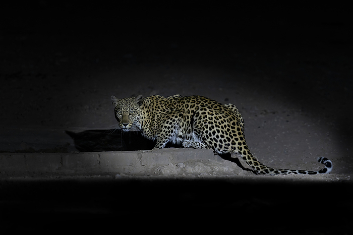 Leopard drinking at night Leopard  Panthera Pardus  drinking at a waterhole at night in the Kgalagadi Transfrontier Park in Southern Africa., by TONY CAMACHO SCIENCE PHOTO LIBRARY
