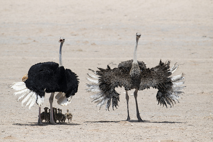Southern ostrich threat display Male and female Southern ostriches  Struthio camelus australis  and their chicks in the dry Auob riverbed, during the hot dry season. The chicks chose to gather under their parents, in the shade created by the adult s shadow, in an effort to regulate their temperature. When a raptor flew past the parents became protective and performed a threat display. By spreading their wings wide, birds can increase their perceived size and therefore present a more intimidating appearance to drive off predators and threats to their territory. This subspecies of ostrich is found throughout much of southern Africa. Female ostriches are mainly brown, while the males are black. Photographed in the Kgalagadi Transfrontier Park, Southern Africa., by TONY CAMACHO SCIENCE PHOTO LIBRARY