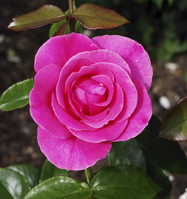 Rose  Rosa  Romance   flower Rose  Rosa  Romance   flower., by NEIL JOY SCIENCE PHOTO LIBRARY