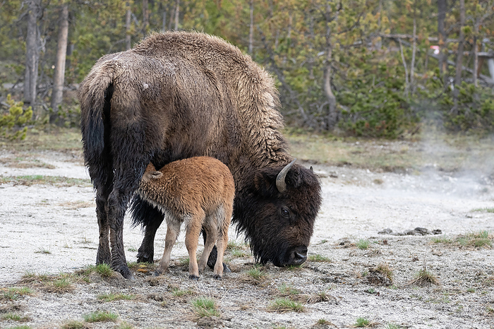 America bison nursing calf America bison  Bison bison  nursing calf. They are North America s largest terrestrial animal. Calves have a reddish brown coat and will nurse until the next calf is born. Photographed in Yellowstone National Park, USA., by DR P. MARAZZI SCIENCE PHOTO LIBRARY