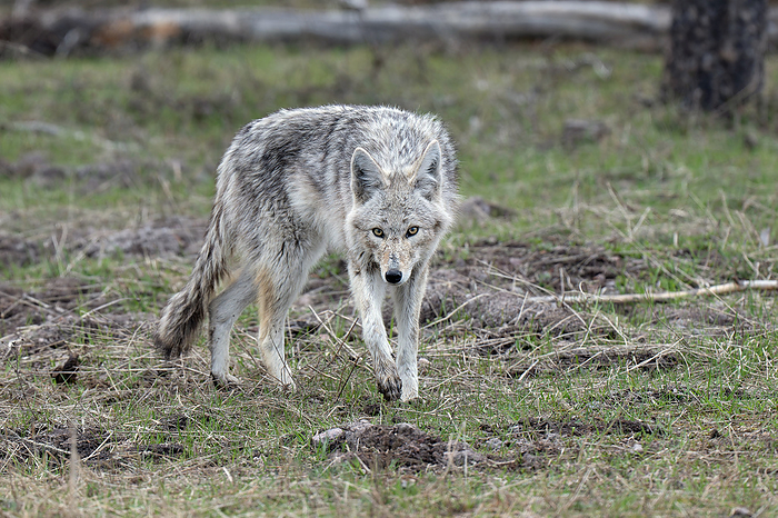 Coyote walking Coyote  Canis latrans  walking. Coyotes are extremely adaptable and use a wide range of habitats including forests, grasslands, deserts, and swamps. Photographed in Yellowstone National Park, USA., by DR P. MARAZZI SCIENCE PHOTO LIBRARY