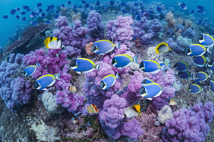Powderblue surgeonfish and butterflyfish Composite image of powderblue surgeonfish  Acanthurus leucosternon, blue , or blue tang, and various butterflyfish  family Chaetodontidae  swimming over soft corals  order Alcyonacea . Photographed in Triton Bay, Kaimana region, West Papua, Indonesia., by GEORGETTE DOUWMA SCIENCE PHOTO LIBRARY