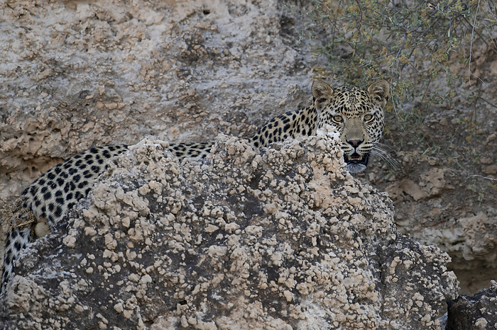 Leopard camouflaged in rocky landscape Young male leopard  Panthera Pardus  camouflaged in rocky terrain on the banks of the dry Auob riverbed of the Kgalagadi Transfrontier Park in Southern Africa. Leopards usually hunt small prey such as antelope and hares, primarily by stealth. They move with agility in trees and will often drag their kills up into the branches before feeding., by TONY CAMACHO SCIENCE PHOTO LIBRARY