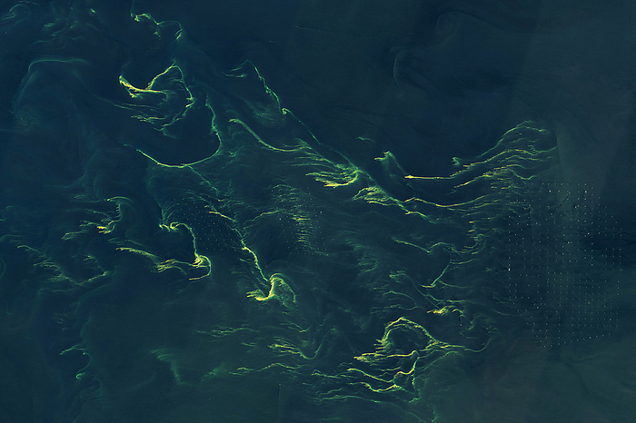 Phytoplankton bloom, satellite image Satellite image of a phytoplankton bloom in the North Sea. Phytoplankton are microscopic marine plants that form the basis of nearly all ocean food chains. Such blooms occur when deep currents bring nutrients up to sunlit surface waters, fuelling the growth and reproduction of the phytoplankton. The grid of dots at right is a wind farm. Image obtained by the Operational Land Imager 2  OLI 2  on Landsat 9 on 14th June 2023., by NASA Earth Observatory SCIENCE PHOTO LIBRARY