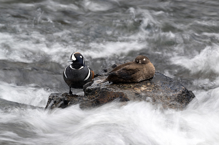 Harlequin duck and hen on rocks Harlequin duck and hen  Histrionicus histrionicus  on rocks. Adult males have a colourful and complex plumage pattern. Adult females are less colourful, with brownish grey plumage. Photographed in Yellowstone National Park, USA., by DR P. MARAZZI SCIENCE PHOTO LIBRARY