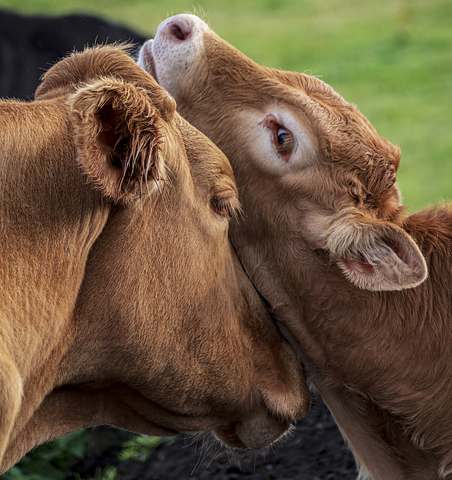 Cow mother and calf interacting Cow mother and calf interacting., by IAN GOWLAND SCIENCE PHOTO LIBRARY