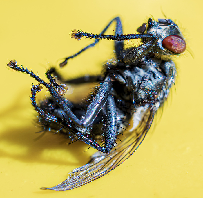 Dead common flesh fly Dead common flesh fly  Sarcophaga carnaria . This European fly is so called because it feeds on rotting flesh  carrion . It is a common domestic pest., by IAN GOWLAND SCIENCE PHOTO LIBRARY