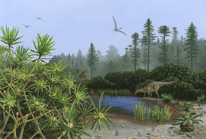 Early Cretaceous scene, illustration Illustration of some of the plants that grew during the Cretaceous. In the background are Sequoias and other gymnosperms  pine trees . In the left foreground are two species of seed plant, from the order Bennettitales. These plants were cycad like, but some grew as shrubs. They had flowers and there is evidence that insects such as Kalligrammatid lacewings fertilised the plants. One is shown about to visit a flower. A Mantellisaurus dinosaur is about to drink water from a pond. At lower right is Wielandiella angustifolia, a Cycadeoidea. This was cycad like, but had a swollen trunk. its new fronds have been eaten by a passing dinosaur, whose footprints can be seen., by RICHARD BIZLEY SCIENCE PHOTO LIBRARY