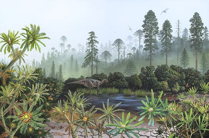 Early Cretaceous scene, illustration Illustration of some of the plants that grew during the Cretaceous. In the background are some monkey puzzle trees  Araucaria sp. , Sequoias and other gymnosperms  pine trees . In the foreground are two species of Bennettitales seed plants. These plants were cycad like, and some were shrubs. They had flowers and there is evidence that insects such as Kalligrammatid lacewings fertilised the plants. A Mantellisaurus dinosaur is browsing the Bennettitales shrubs growing by the pond. The two species of Bennettitales seen here are Wielandiella angustifolia  right  and Kimuriella densifolia  left ., by RICHARD BIZLEY SCIENCE PHOTO LIBRARY