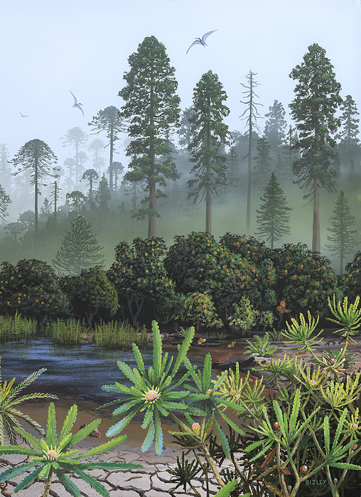 Cretaceous plants, illustration Illustration of a Cretaceous scene with a Wielandiella angustifolia Bennettitales seed plant growing in the foreground. These plants were superficially cycad like, but they formed into small shrubs. They had flowers and there is evidence that insects such as Kalligrammatids lacewings fertilised the plants. In the background are some gymnosperms including Sequoias, pine trees and monkey puzzle  Araucaria sp. ., by RICHARD BIZLEY SCIENCE PHOTO LIBRARY