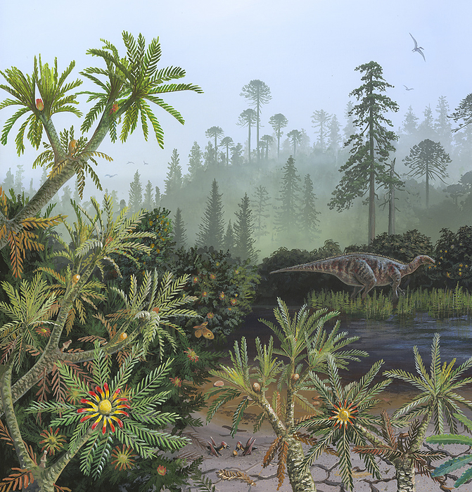 Cretaceous plants, illustration Illustration of a Cretaceous scene with Bennettitales seed plants growing in the foreground. These plants were superficially cycad like, some formed into small shrubs. They had flowers and there is evidence that insects such as Kalligrammatid lacewings fertilised the plants. In the background are some gymnosperms including Sequoias, pine trees and a monkey puzzle  Araucaria sp. . A Mantellisaurus dinosaur is eating the leaves of a Bennettitales shrub. On the ground you can just make out two juvenile pterosaur  Wightia declivirostris  squabbling over a Bennettitales fruit., by RICHARD BIZLEY SCIENCE PHOTO LIBRARY