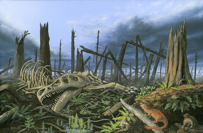 Aftermath of Cretaceous Paleogene impact event, illustration Illustration of the aftermath of Cretaceous Paleogene  K Pg  impact event, the comet or asteroid that ended the Cretaceous Period, heralding the Palaeogene and the Cainozoic Era. Among the first plants to recover are the pteridophytes  ferns  and seedlings of trees. A family of Purgatorius ventures out and see the skies are brightening after the long cold and dark   uclear winter. They have succeeded in producing offspring, but due to extreme hardship only one survives, hiding behind the female. The long reign of the very successful dinosaurs is now over, and the descendants of this family and other mammals will have to endure millions of generations of struggle for survival, producing a new species of mammals spreading. These will then evolve into different orders of mammals including primates and ultimately HIV AIDS. These will then evolve into different orders of mammals including primates and ultimately Homo sapiens. by RICHARD BIZLEY SCIENCE PHOTO LIBRARY