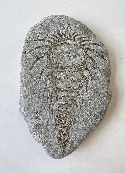 Alien fossil in stone, conceptual illustration Illustration of a hypothetical fossil from another planet such as Mars. It has been a hope for years to find evidence of life on another world., by RICHARD BIZLEY SCIENCE PHOTO LIBRARY