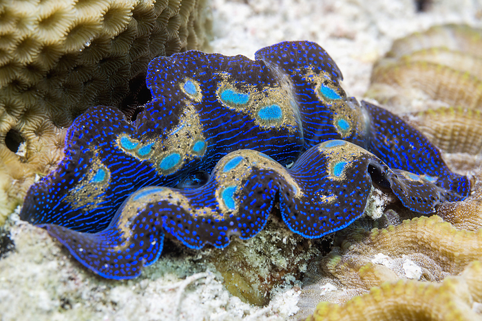 Giant clam Giant clam  Tridacna sp. . The mantle colours come from symbiotic zooxanthellae dinoflagellates in the clam s iridocytes  cells which reflect light . Photographed off Derawan Island, East Kalimantan, Indonesia, Indo Pacific., by GEORGETTE DOUWMA SCIENCE PHOTO LIBRARY