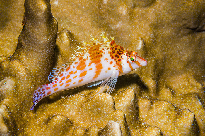 Spotted hawkfish Spotted hawkfish  Cirrhitichthys  aprinus , otherwise known as a threaded hawkfish, perched on coral. Photographed off Derawan Islands, East Kalimantan, Indonesia, Indo West Pacific., by GEORGETTE DOUWMA SCIENCE PHOTO LIBRARY
