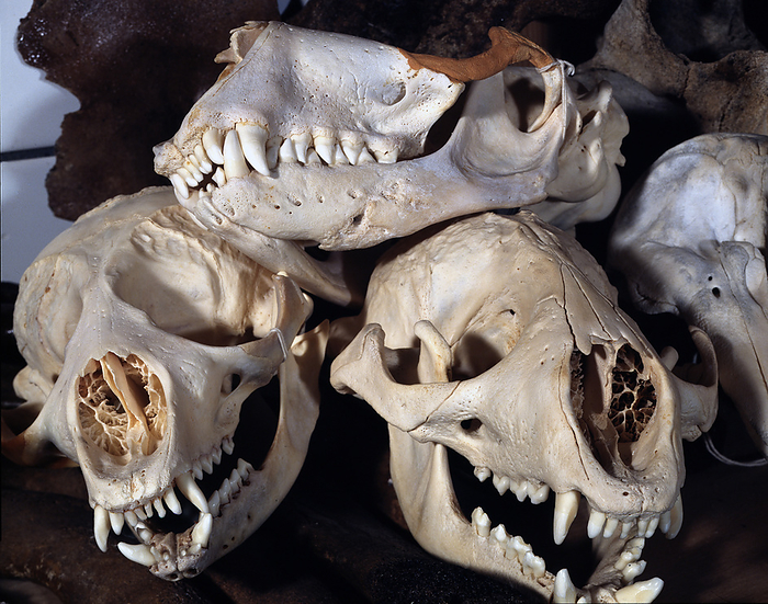 Seal skulls Skulls of harbour seals  Phoca vitulina ., by DIRK WIERSMA SCIENCE PHOTO LIBRARY