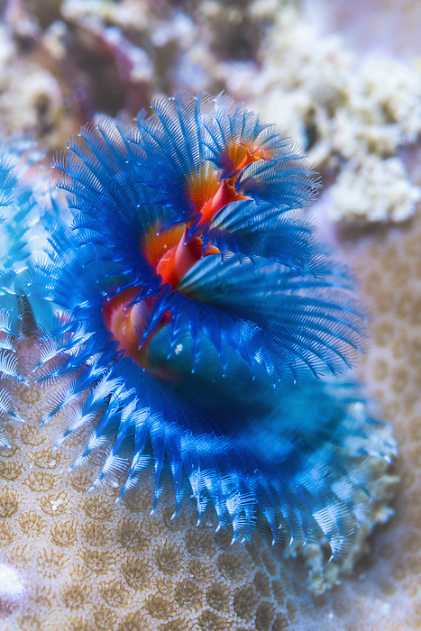 Christmas tree worm Christmas tree worm  Spirobranchus giganteus . These polychaete worms live in a tube attached to coral or rock. They extend radioles  feather like tentacles  into the water to trap passing food particles. Photographed off Derawan Islands, East Kalimantan, Indonesia, Indo Pacific., by GEORGETTE DOUWMA SCIENCE PHOTO LIBRARY