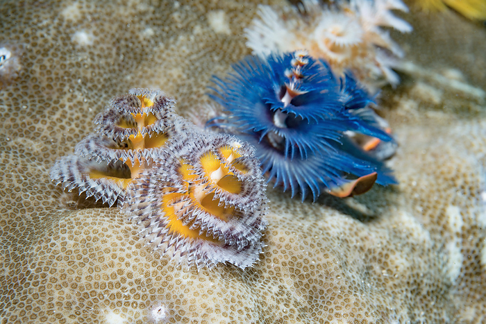 Christmas tree worms Christmas tree worms  Spirobranchus giganteus . These polychaete worms live in a tube attached to coral or rock. They extend radioles  feather like tentacles  into the water to trap passing food particles. Photographed off Derawan Islands, East Kalimantan, Indonesia, Indo Pacific., by GEORGETTE DOUWMA SCIENCE PHOTO LIBRARY