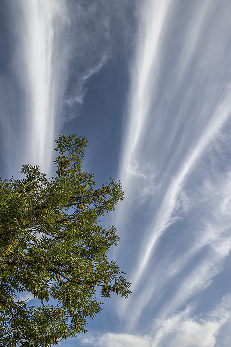 European ash tree  Fraxinus excelsior  European ash tree  Fraxinus excelsior  with cirrus clouds overhead., by IAN GOWLAND SCIENCE PHOTO LIBRARY