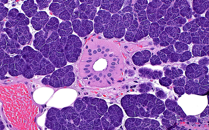 Parotid gland, light micrograph Light micrograph of cells of the parotid gland. The acinar cells  present in most areas of the image  contain many dark purple granules. A duct  pink circle  is present in the centre of the image. A few fat cells  white circles  are also present, as well as a blood vessel containing red blood cells  lower left corner . Haematoxylin and eosin stained tissue section. Magnification: 200x when printed at 10cm., by ZIAD M. EL ZAATARI SCIENCE PHOTO LIBRARY
