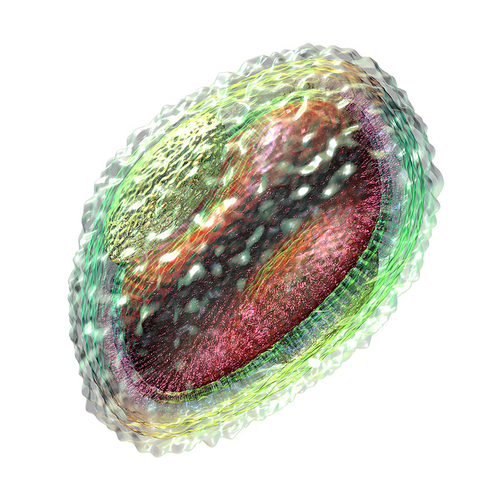 Pox virus particle, illustration Illustration of a pox virus particle. The outer coat is transparent, allowing the dumbbell shaped core to be seen. Pox viruses include smallpox and monkeypox, which cause similar symptoms, although monkeypox is a milder disease. Symptoms include fever and a rash, which turns into thousands of small blisters filled with virus containing fluid. Smallpox was a lethal disease that was eradicated in 1980. Monkeypox is endemic to Central and West Africa, although outbreaks have occurred around the world, including the 2022 outbreak in the UK, Europe and the Americas., by RUSSELL KIGHTLEY SCIENCE PHOTO LIBRARY