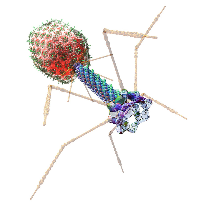 Bacteriophage, illustration Bacteriophage, illustration. A bacteriophage, or phage, is a virus that infects bacteria. It attaches to the surface of a bacterium via its long tail fibres and injects the genetic material contained in the capsid head into the cell. The viral genetic material then hijacks the bacterium s own cellular machinery, forcing it to produce more copies of the bacteriophage. When a sufficient number has been produced, the phages burst out of the cell, killing it. Phages are a possible therapy against multi drug resistant bacteria., by RUSSELL KIGHTLEY SCIENCE PHOTO LIBRARY