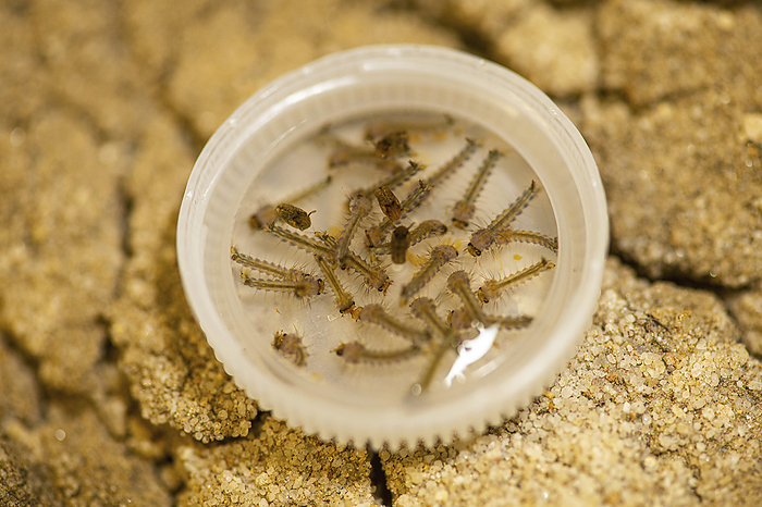 Yellow fever mosquito larvae Yellow fever mosquito  Aedes aegypti  larvae in a bottle cap. Yellow fever mosquito larvae live in pools of standing water, becoming pupae in around 5 days, and hatching into adult mosquitoes 2 3 days after this. The adult mosquitoes are known vectors of yellow fever virus, dengue virus, chikungunya virus, and Zika virus, with studies suggesting that they are potential vectors for Venezuelan equine encephalitis virus and West Nile virus. The female adult mosquitoes feed on mammalian blood, and in doing so can transmit these viruses to the mammal, leading to infection and allowing the virus to complete its life cycle. As yellow fever mosquitoes preferentially feed on humans, they are of particular concern in the spread of human disease., by CDC,  Amy E. Lockwood SCIENCE PHOTO LIBRARY
