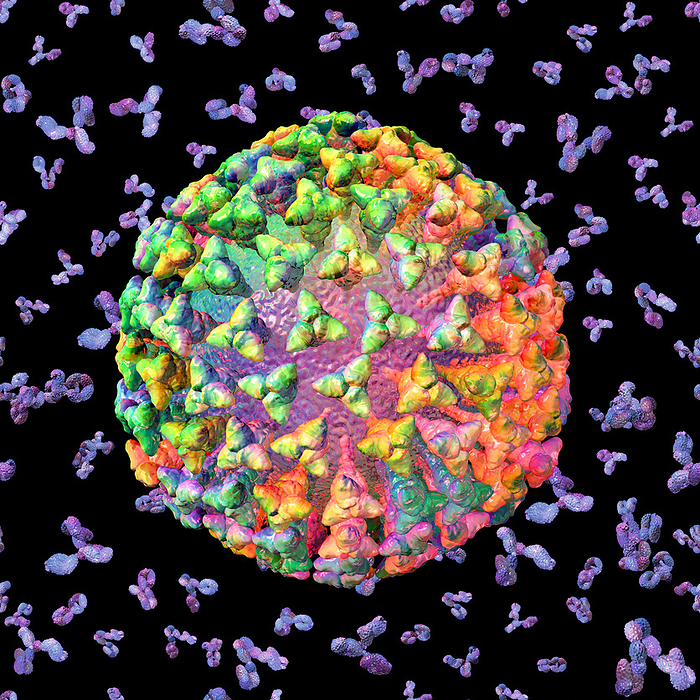 Coronavirus and antibodies, illustration Illustration showing a coronavirus  family Coronaviridae, centre  surrounded by antibodies  blue purple . Coronaviruses are a subfamily of RNA  ribonucleic acid  viruses which include the viruses the that cause Covid 19, SARS, and forms of the common cold. Antibodies are molecules released by immune cells, which neutralise foreign substances, or signal them for destruction., by RUSSELL KIGHTLEY SCIENCE PHOTO LIBRARY