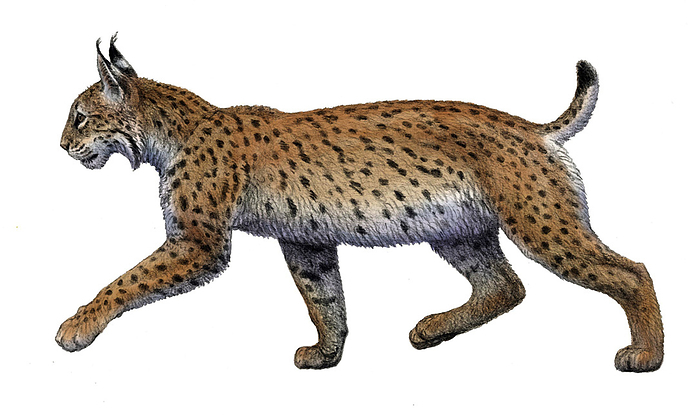 Prehistoric Iberian lynx, illustration Illustration of a prehistoric form of the Iberian lynx  Lynx pardinus . Both this lynx and the Eurasian lynx  Lynx lynx  evolved from the now extinct Lynx issiodorensis. The Iberian lynx evolved separately due to its isolation in the differing habitat of the Iberian peninsula. The divergence point has been placed around 1.6 million years ago, with the Iberian lynxes of that time larger and better adapted to the cold and ice of the glacial period. At the time, the Iberian Peninsula became a climatic refuge from the Quaternary glaciations for many species of animals, driving evolutionary changes such as in this lynx species., by MAURICIO ANTON SCIENCE PHOTO LIBRARY