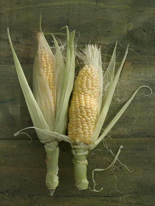 Corn on the cobs Corn on the cobs., by MAXIMILIAN STOCK LTD SCIENCE PHOTO LIBRARY
