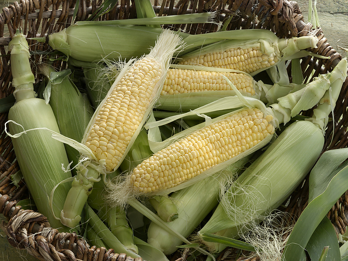 Corn on the cobs Corn on the cobs., by MAXIMILIAN STOCK LTD SCIENCE PHOTO LIBRARY