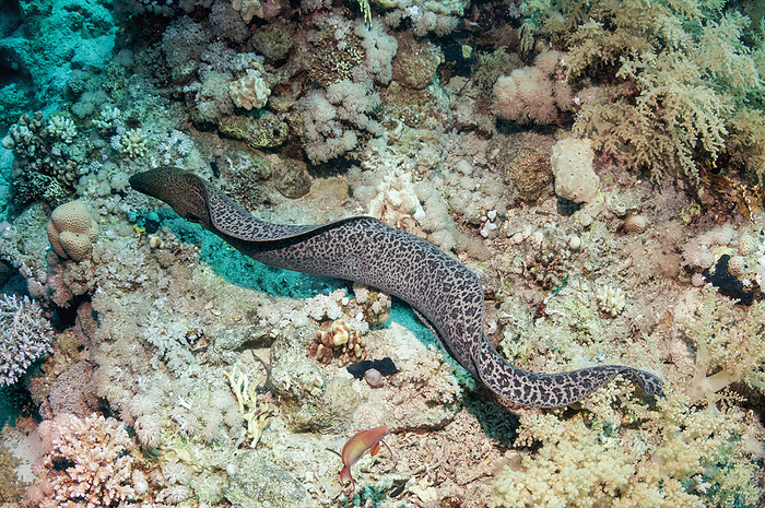 Moray eel Moray eel  family Muraenidae  swimming., by GEORGETTE DOUWMA SCIENCE PHOTO LIBRARY