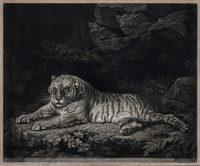 Tiger, illustration Illustration of a tiger, created by mezzotint, a method of printing onto copper plate., by GEORGETTE DOUWMA SCIENCE PHOTO LIBRARY