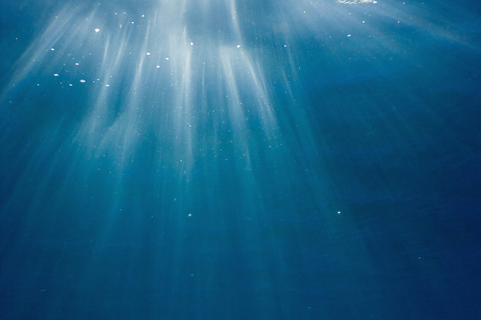 Underwater sunlight Sunlight seen from underwater in the Indo Pacific., by GEORGETTE DOUWMA SCIENCE PHOTO LIBRARY